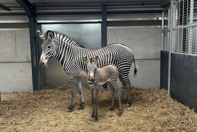 The foal, Lola, with her mother, Akuna, two days after being born (Lisa Watkins/West Midlands Safari Park/PA)