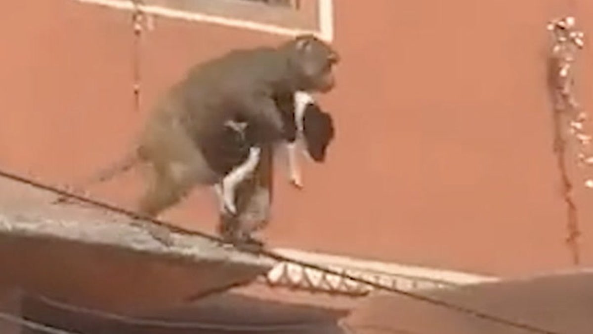 Moment puppy ‘kidnapped’ by monkey as crowd watch on