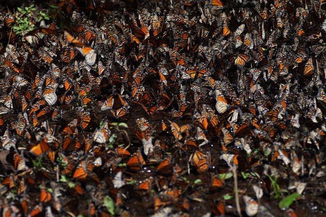 Mexico Monarch Butterflies
