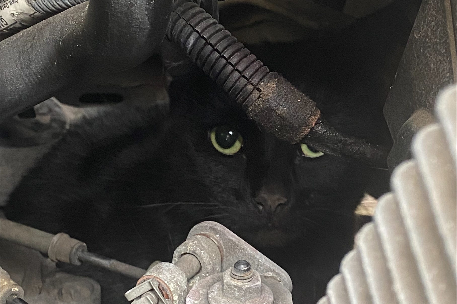 Rose the cat was rescued after a five-mile round trip under the bonnet of a Vauxhall Astra on the school run. (Cats Protection/ PA)