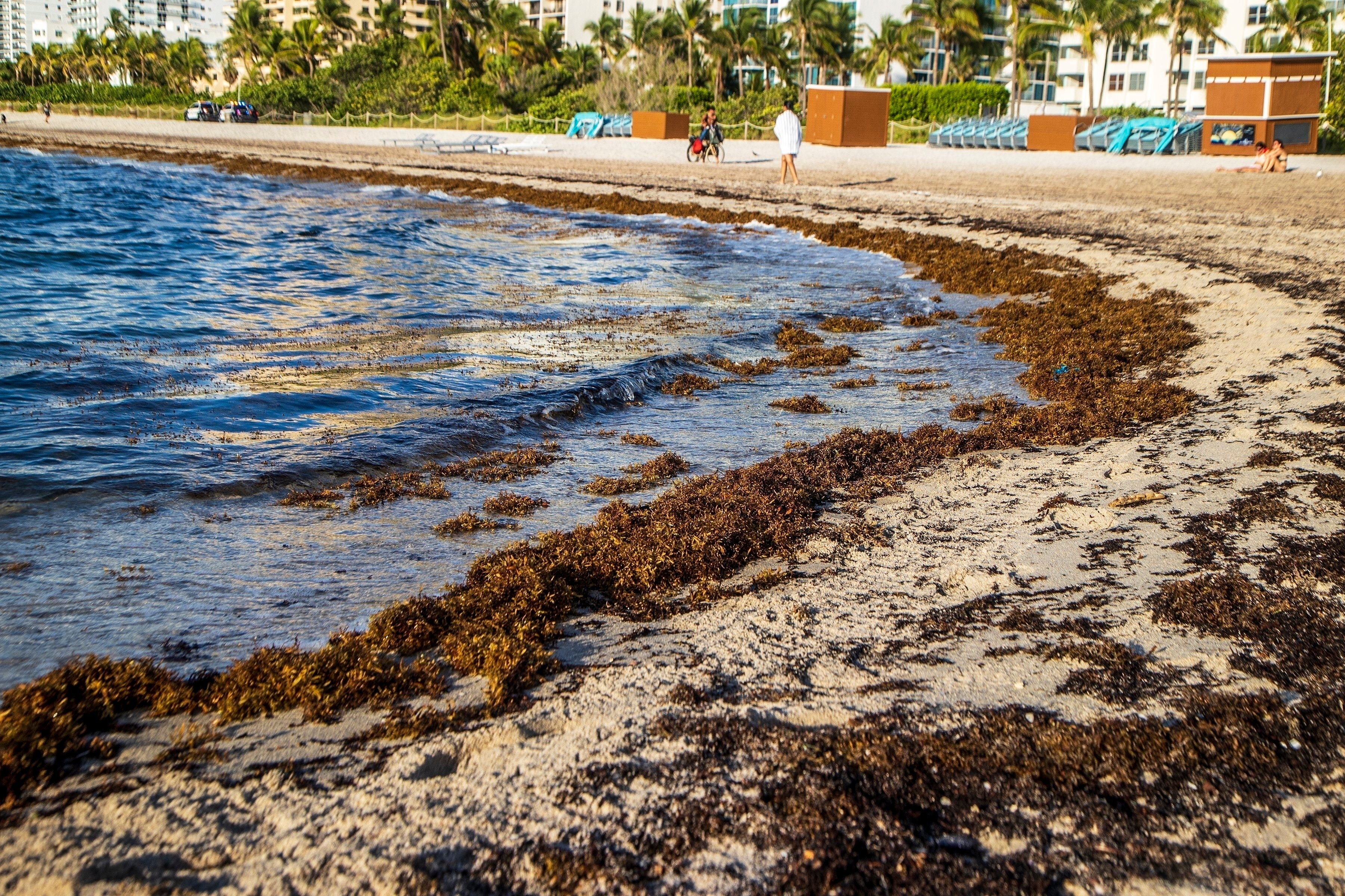 Sargassum Seaweed