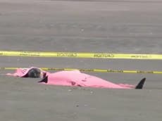 Eight dolphins die after washing onto New Jersey beach