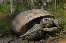 Endangered status sought for gopher tortoise in 4 states