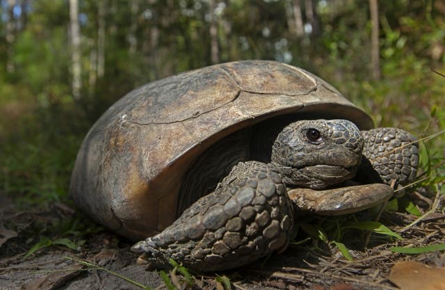 Gopher Tortoise Protection