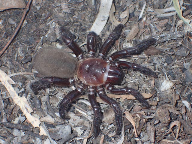 <p>A super-sized species of spider that makes trapdoors has been discovered in Australia</p>