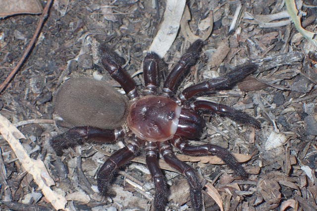 <p>A super-sized species of spider that makes trapdoors has been discovered in Australia</p>