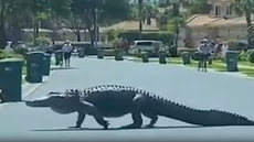 Massive 10-foot-long alligator casually strolls through Florida community