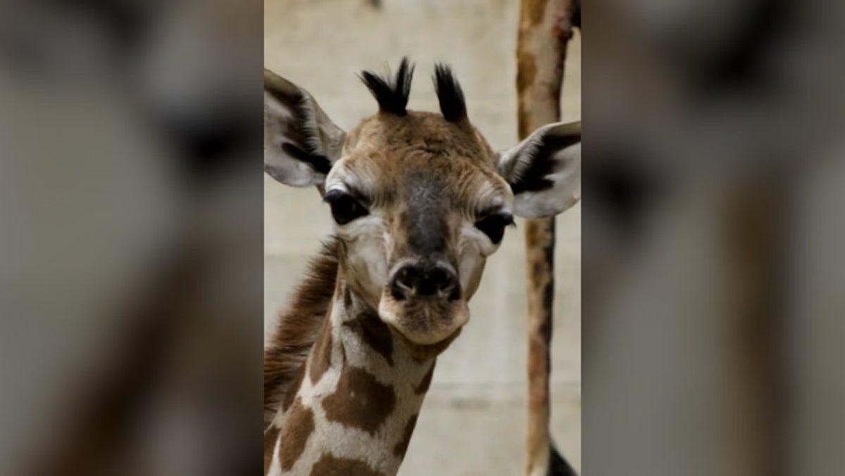 Watch moment rare Rothschild’s giraffe born at Belgium zoo