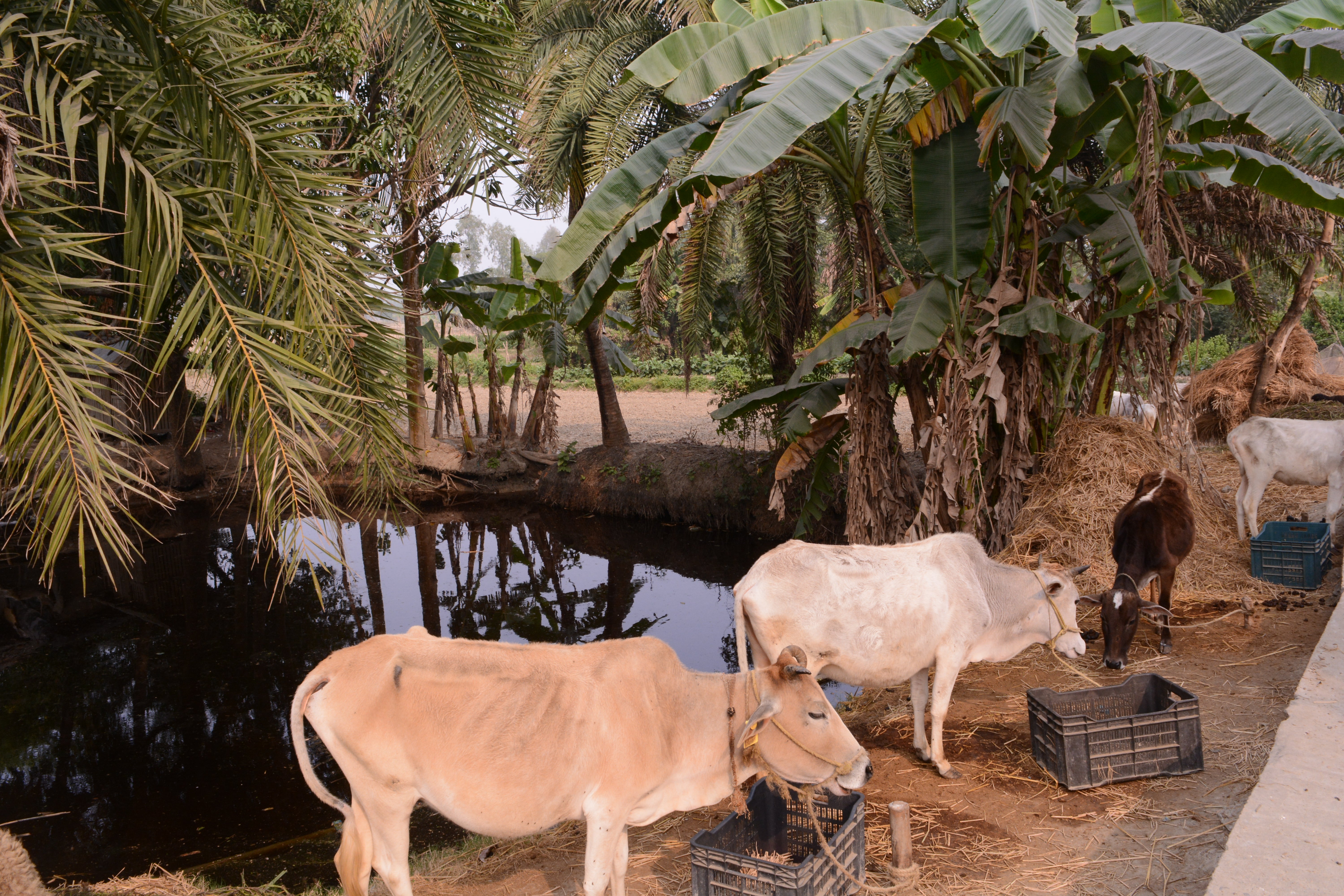 Locals in the Sundarbans are dependent on farming and poultry for their livelihood