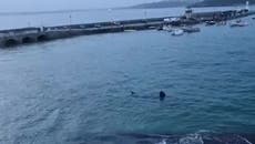 Huge shark swims around St Ives harbour during high tide