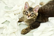 I think I’m experiencing pet rescuer’s remorse