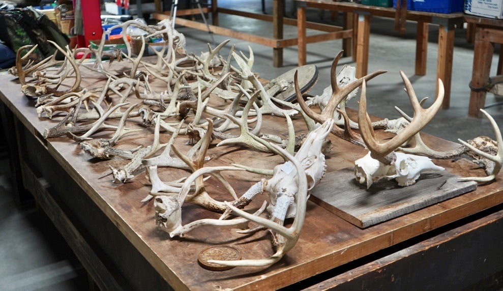 A whole range of antlers available to buy from the Moselle estate