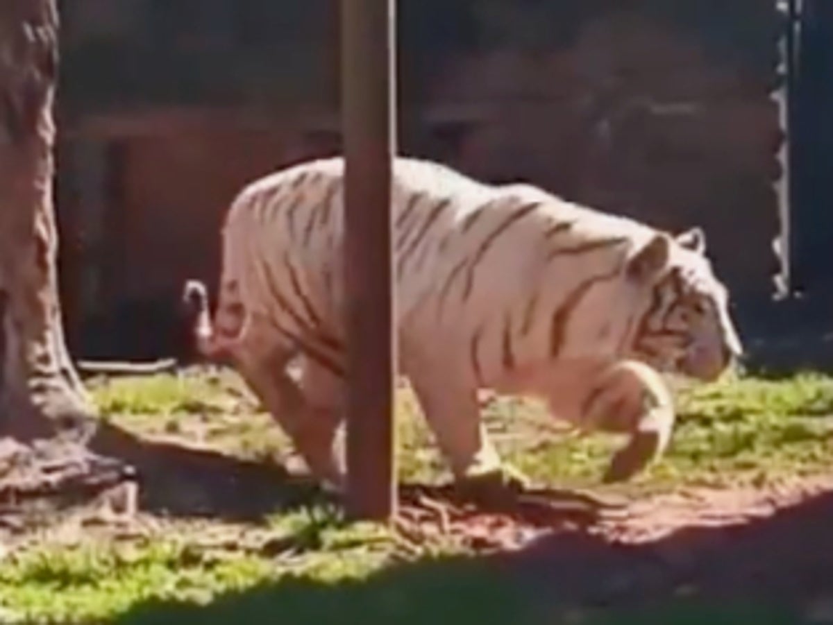Tiger on the loose in Georgia after tornado rips apart safari park