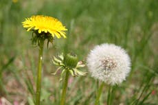 Why you shouldn’t always dig up weeds