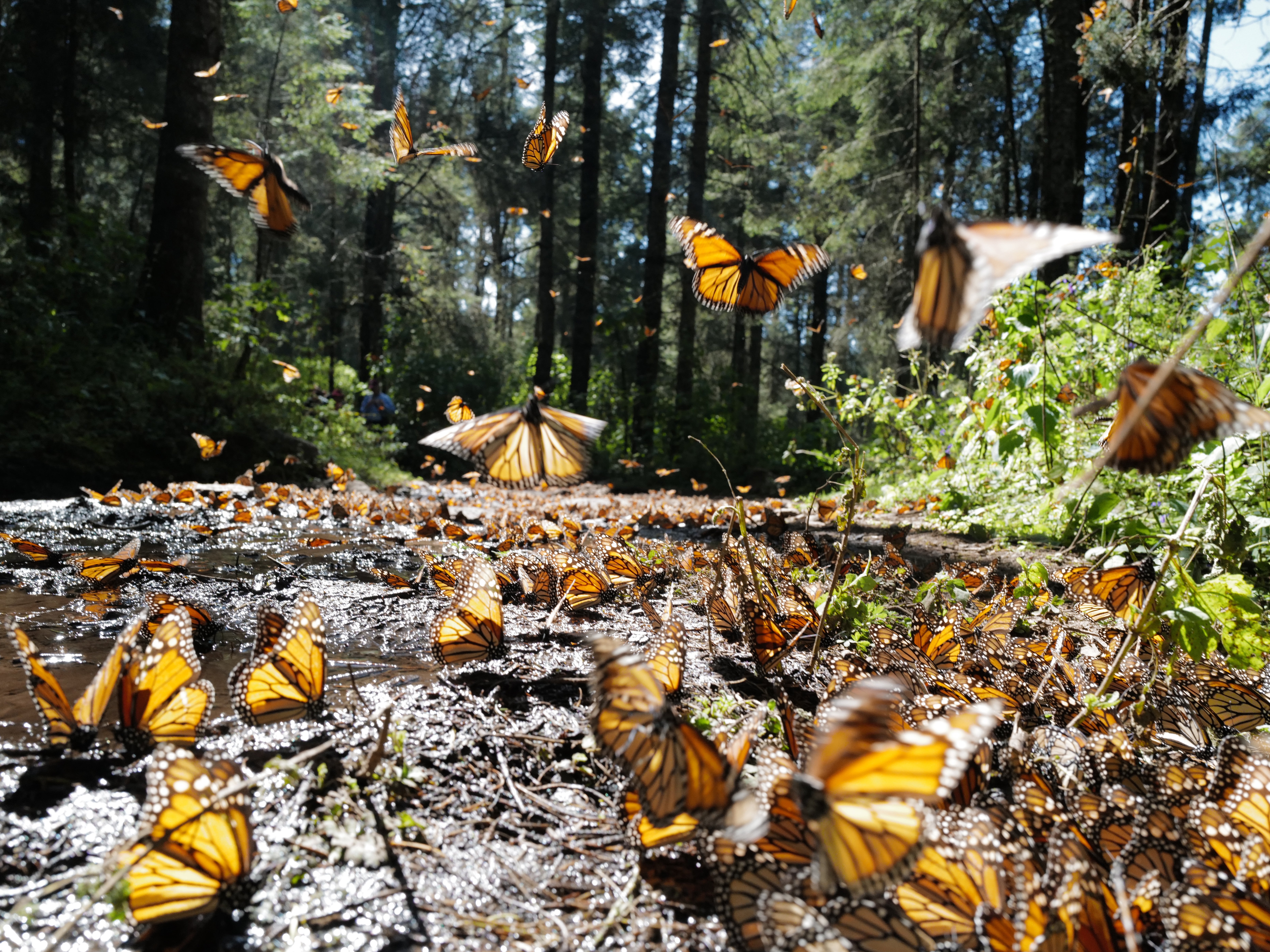 Every year, millions of monarch butterflies migrate to the same remote stretch of forest in central Mexico