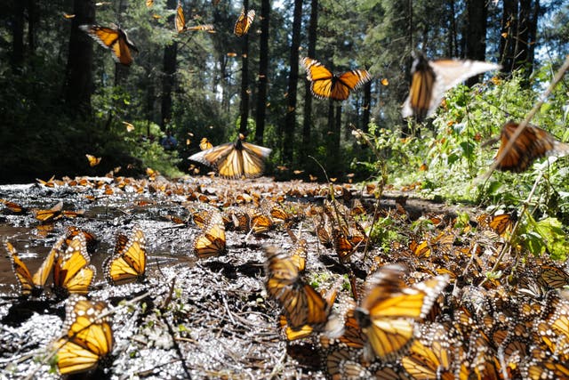 <p>Every year, millions of monarch butterflies migrate to the same remote stretch of forest in central Mexico</p>
