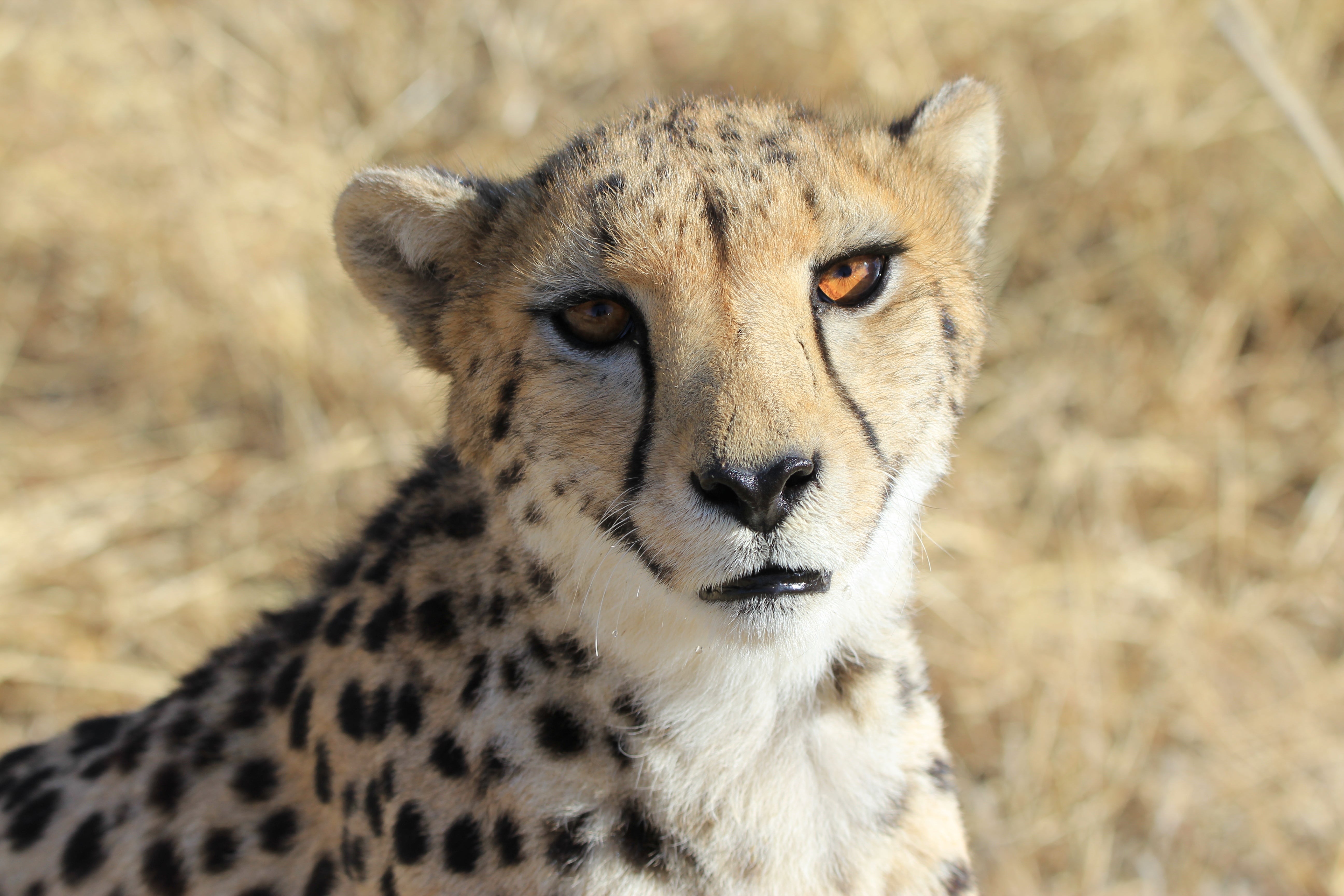 One of the five female cheetahs India relocated from Namibia last year