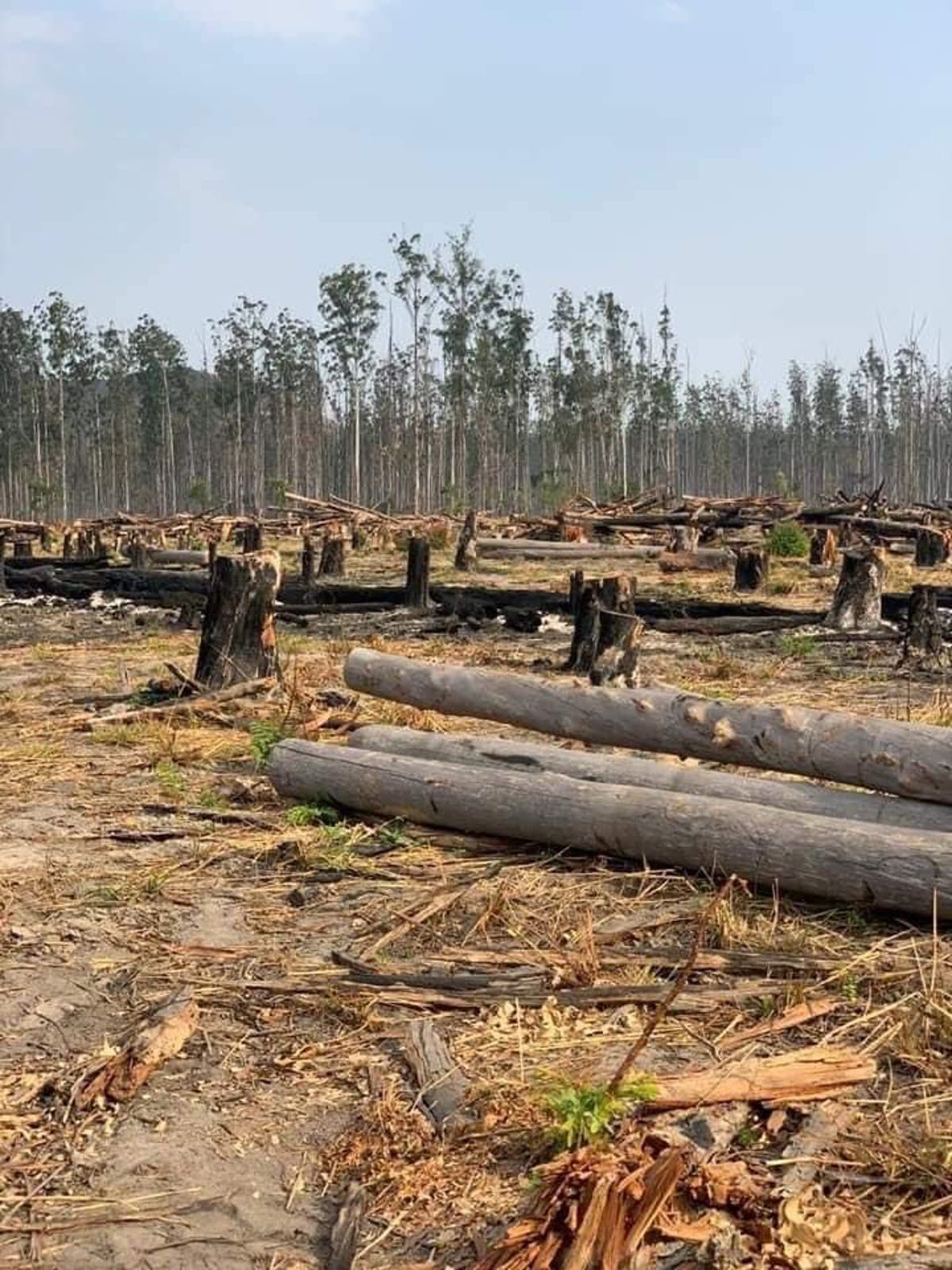 Unsustainable eucalyptus logging in Angola&rsquo;s Benguela region
