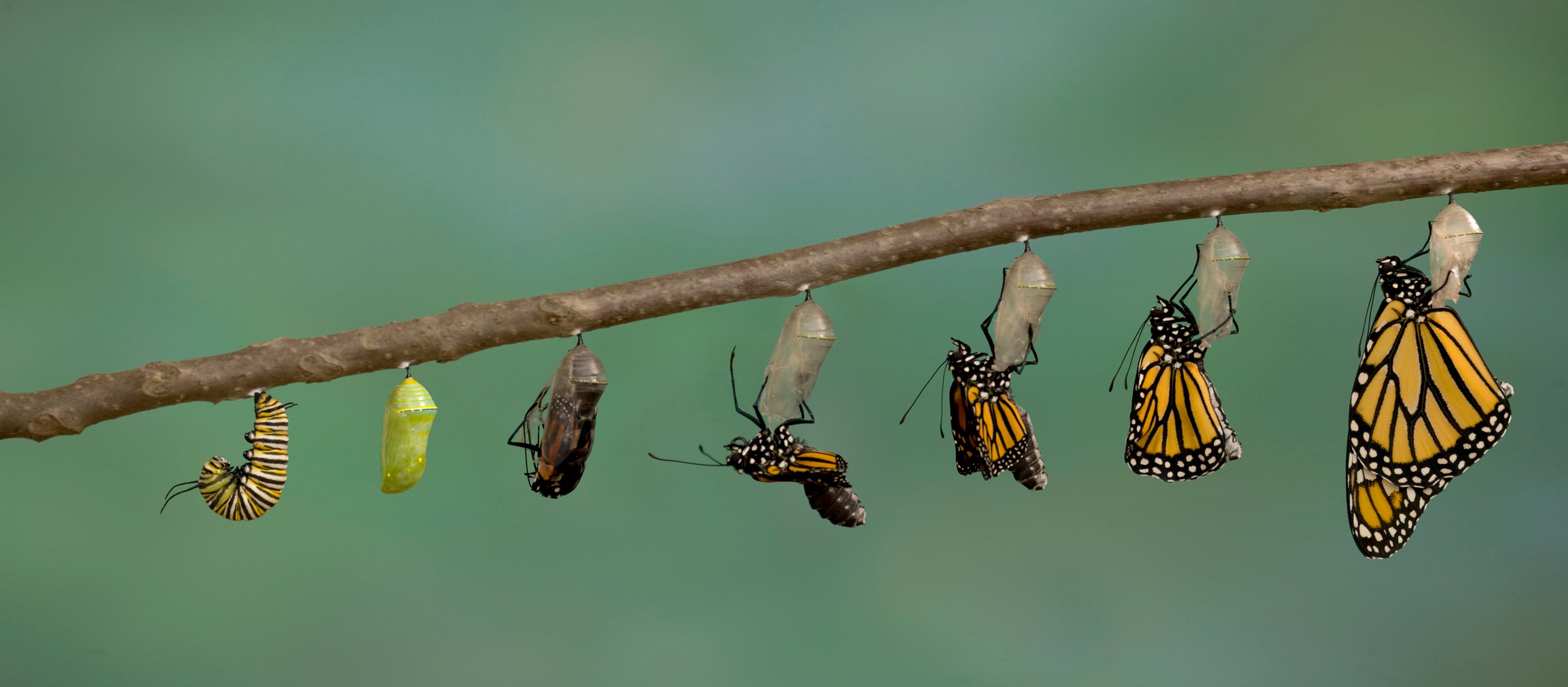 In a flutter: a butterfly emerging from its cocoon