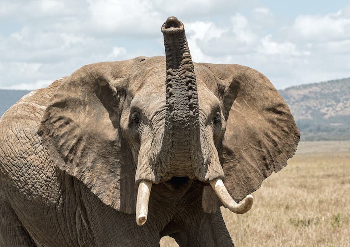 Zimbabwean legislators question membership to international convention on legal wildlife trade