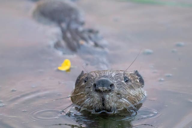 Trentham Gardens in Staffordshire is the latest estate to reintroduce a family of beavers (Elliot McCandless/PA)