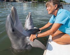 Rescued dolphin thrives year after arriving in Florida Keys
