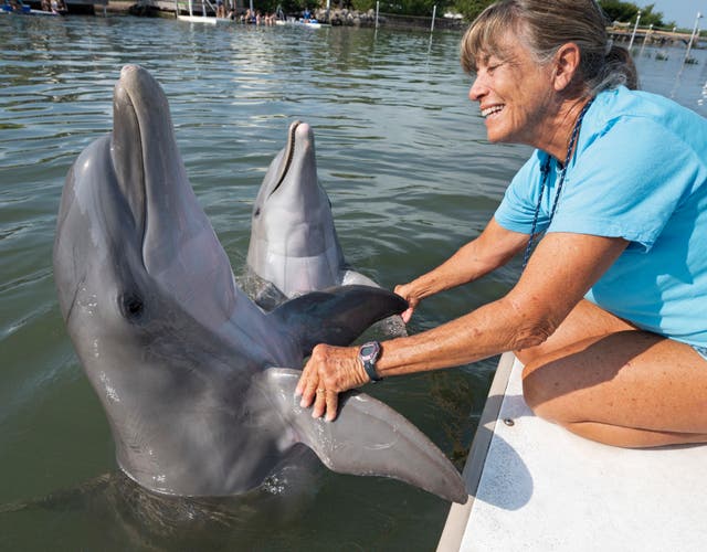 Rescue Dolphin-Florida Keys