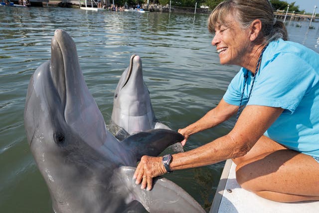 Rescue Dolphin-Florida Keys