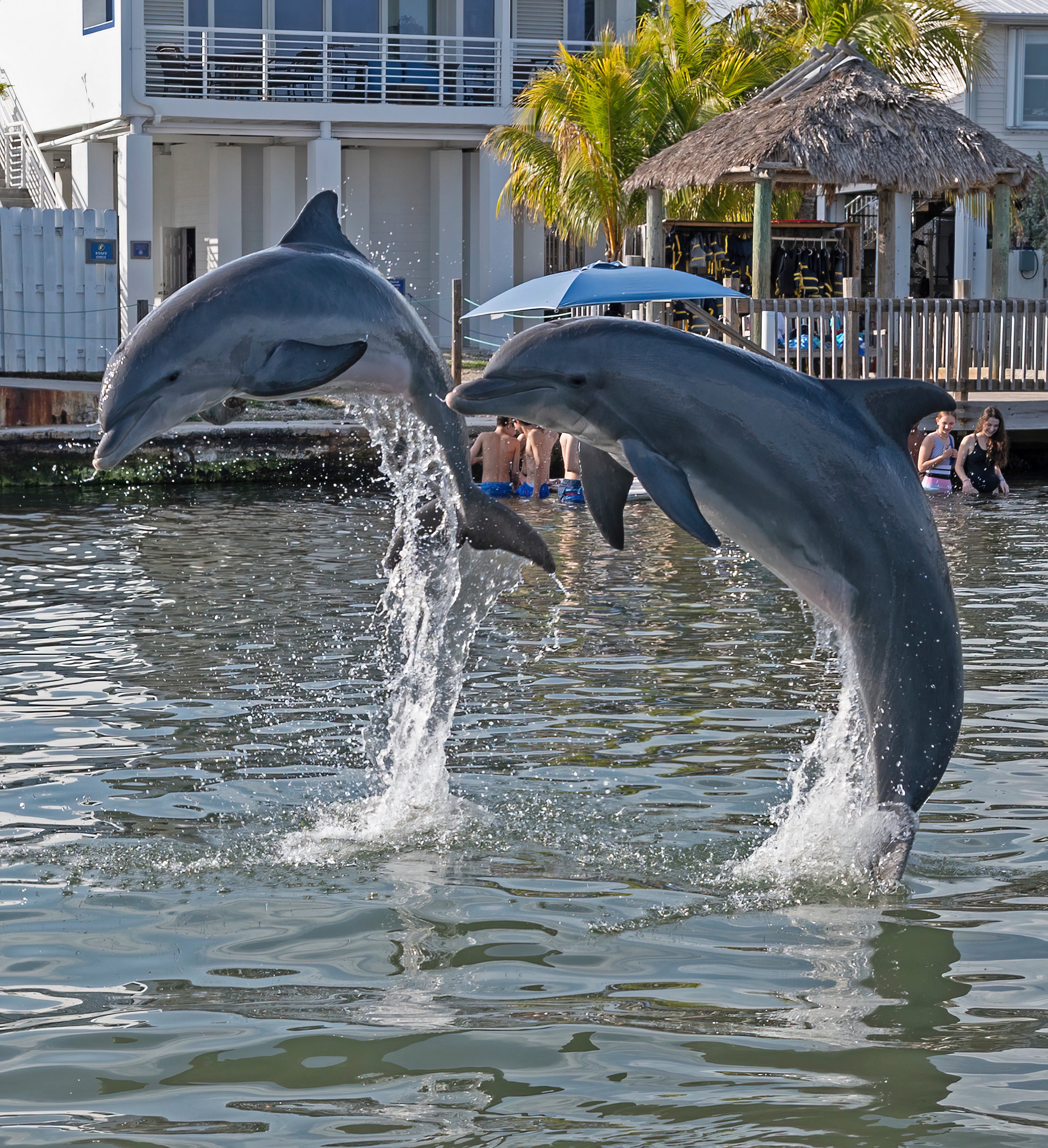 Rescue Dolphin-Florida Keys