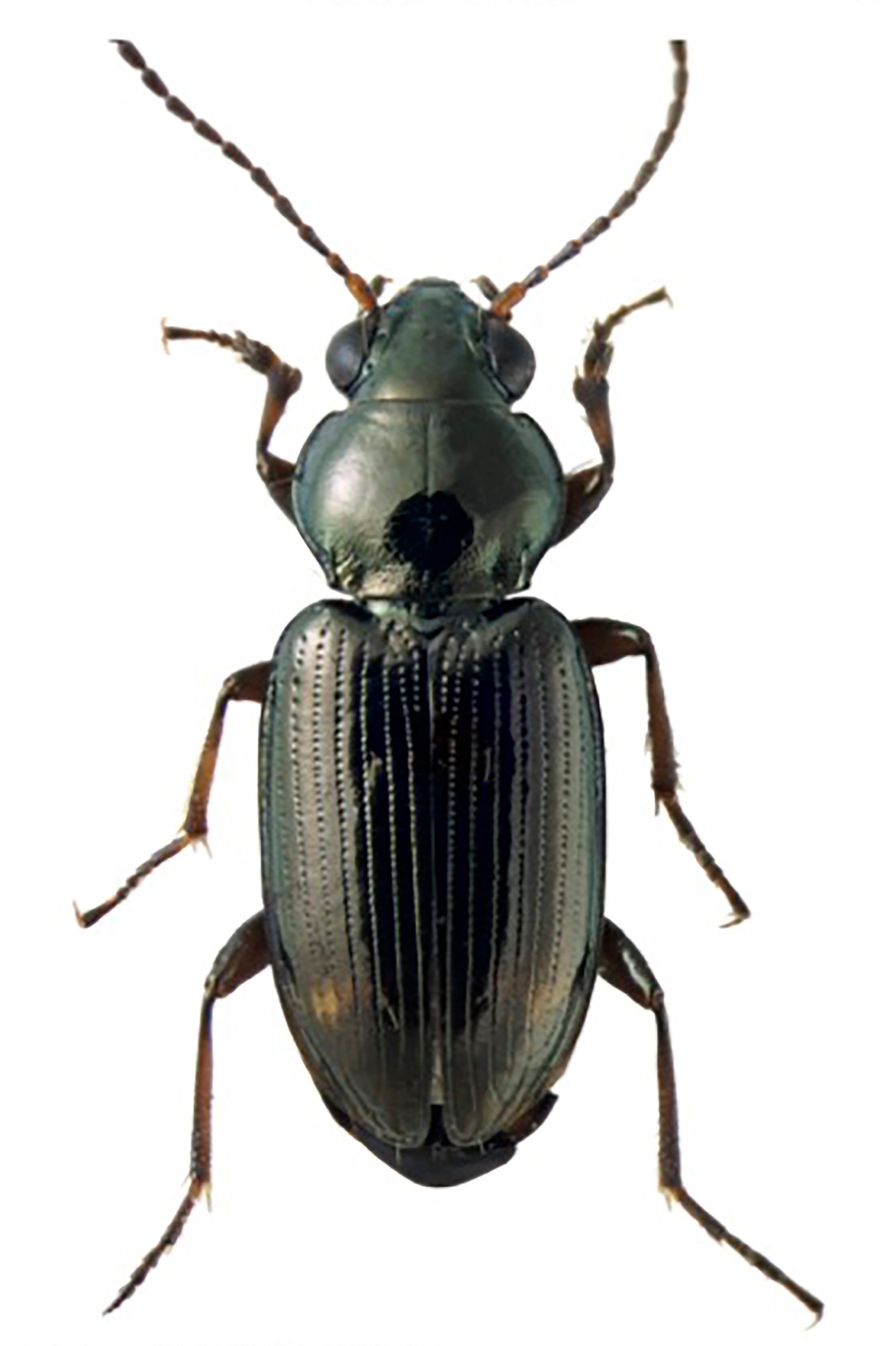 California Beetle Jerry Brown