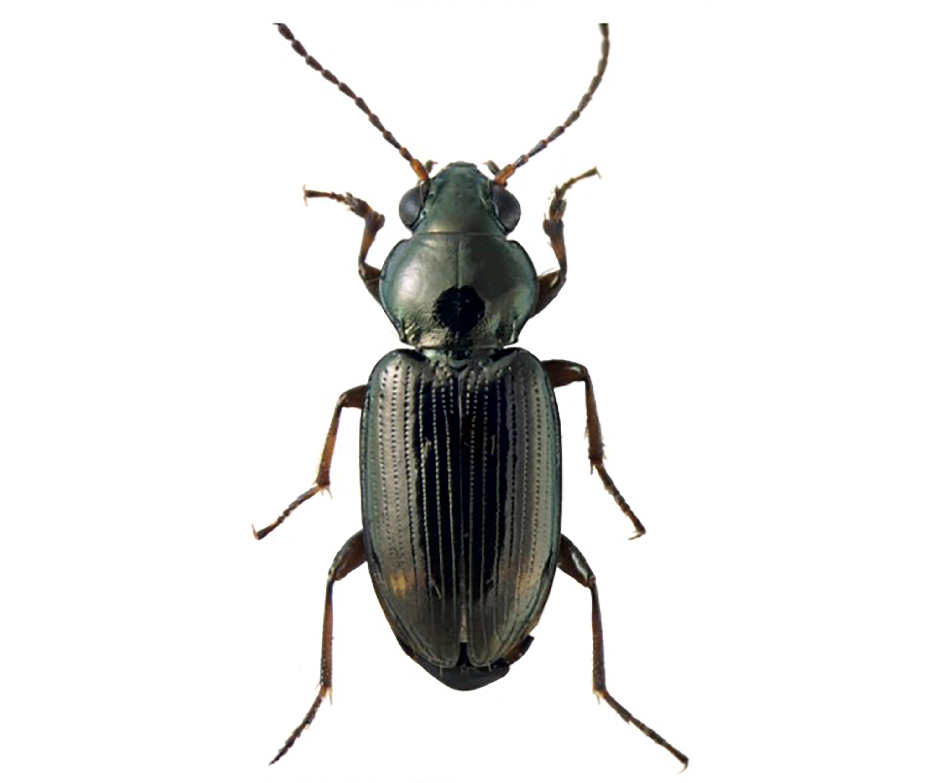 California Beetle Jerry Brown