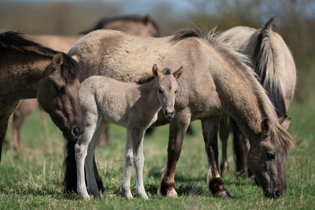 The Konik pony foaling season is under way at the National Trust’s Wicken Fen nature reserve in Cambridgeshire (Joe Giddens/PA)