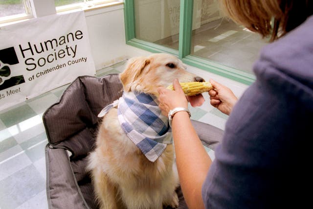 <p>Lizzy, a Golden Retriever, nibbles corn off a cob from one end to the other July 13, 2002 in South Burlington, Vermont</p>
