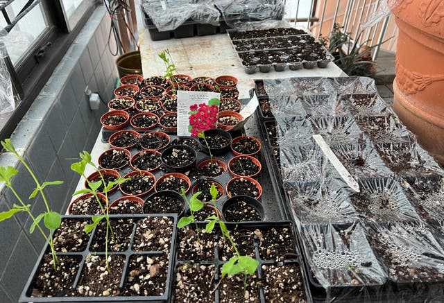 Gardening From Seed