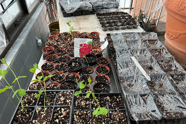 Gardening From Seed