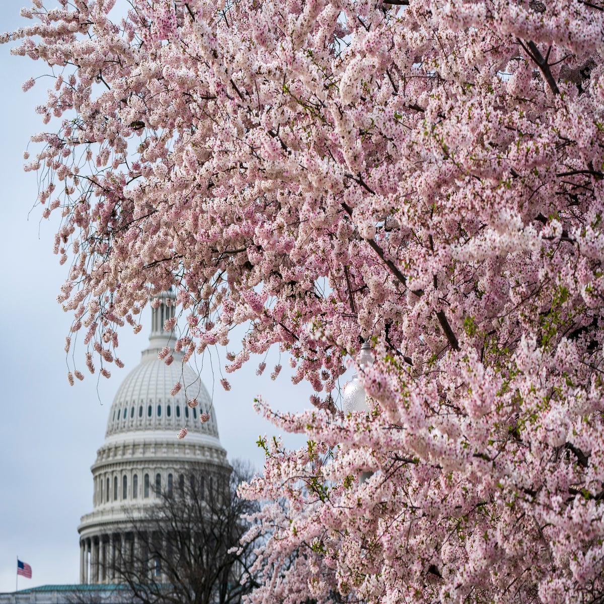 Cherry Blossoms of Washington DC - All You Need To Know About DC's Cherry  Trees 