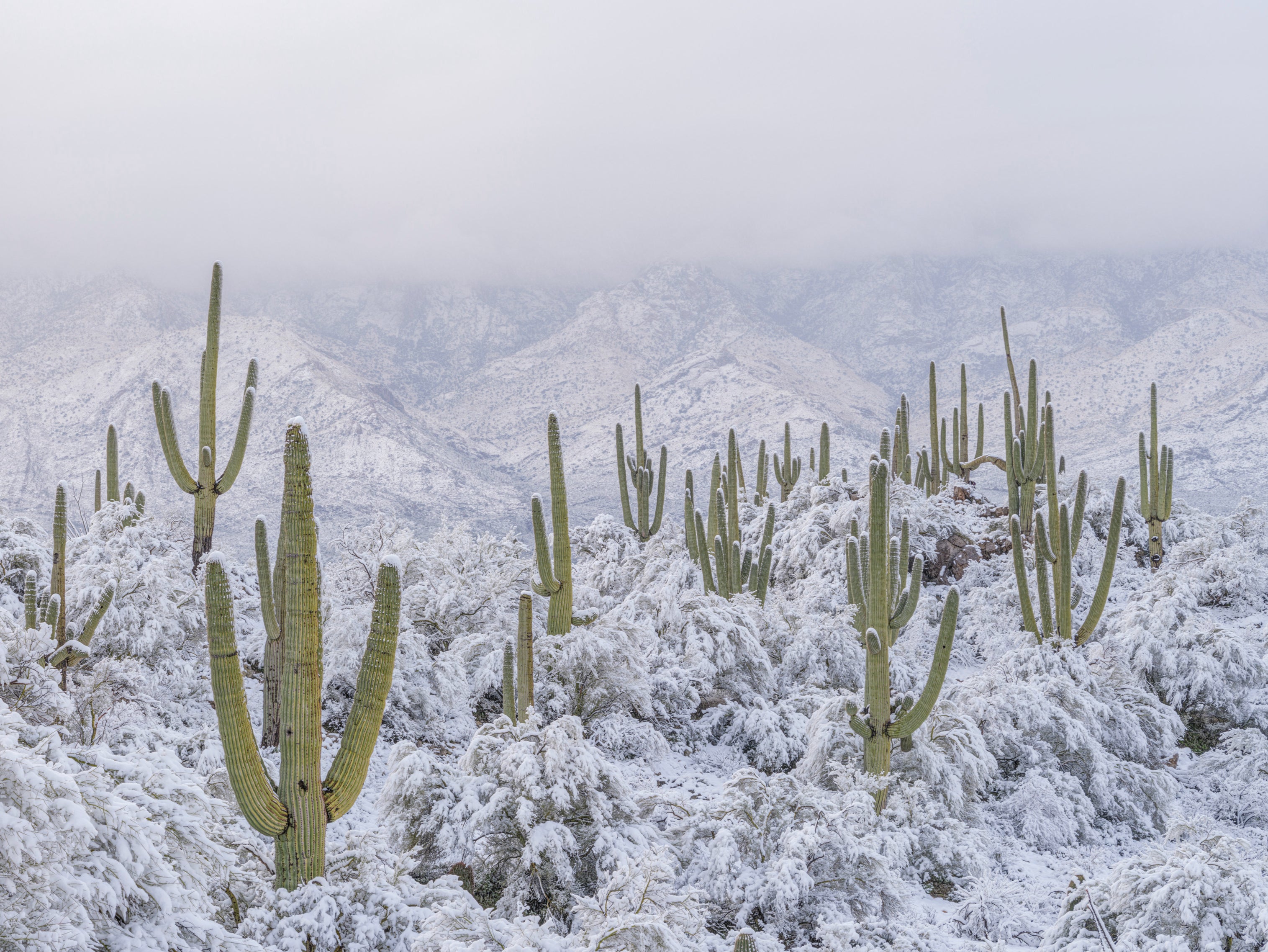 Snow surrounds the cacti in Arizona’s Sonoran Desert