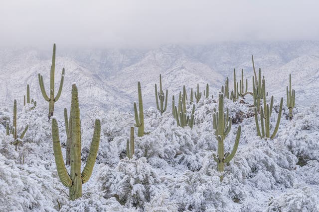 <p>Snow surrounds the cacti in Arizona’s Sonoran Desert  </p>
