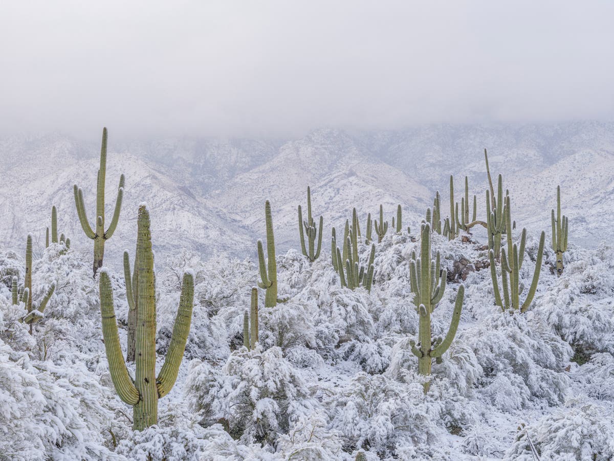 Photo reveals first snowfall in a decade in North America’s hottest desert