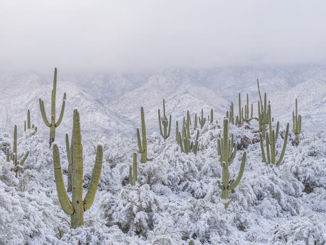 <p>Snow surrounds the cacti in Arizona’s Sonoran Desert  </p>