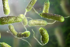 Louisiana sees increase in flesh-eating bacteria cases