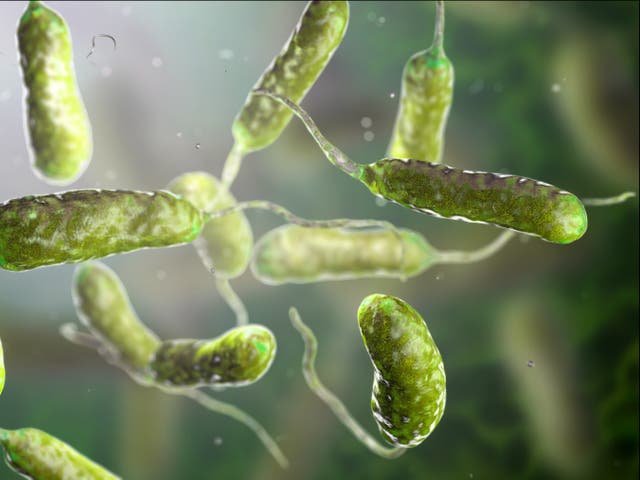 <p>The vibrio vulnificus bacterium is mostly found in warm seawater </p>