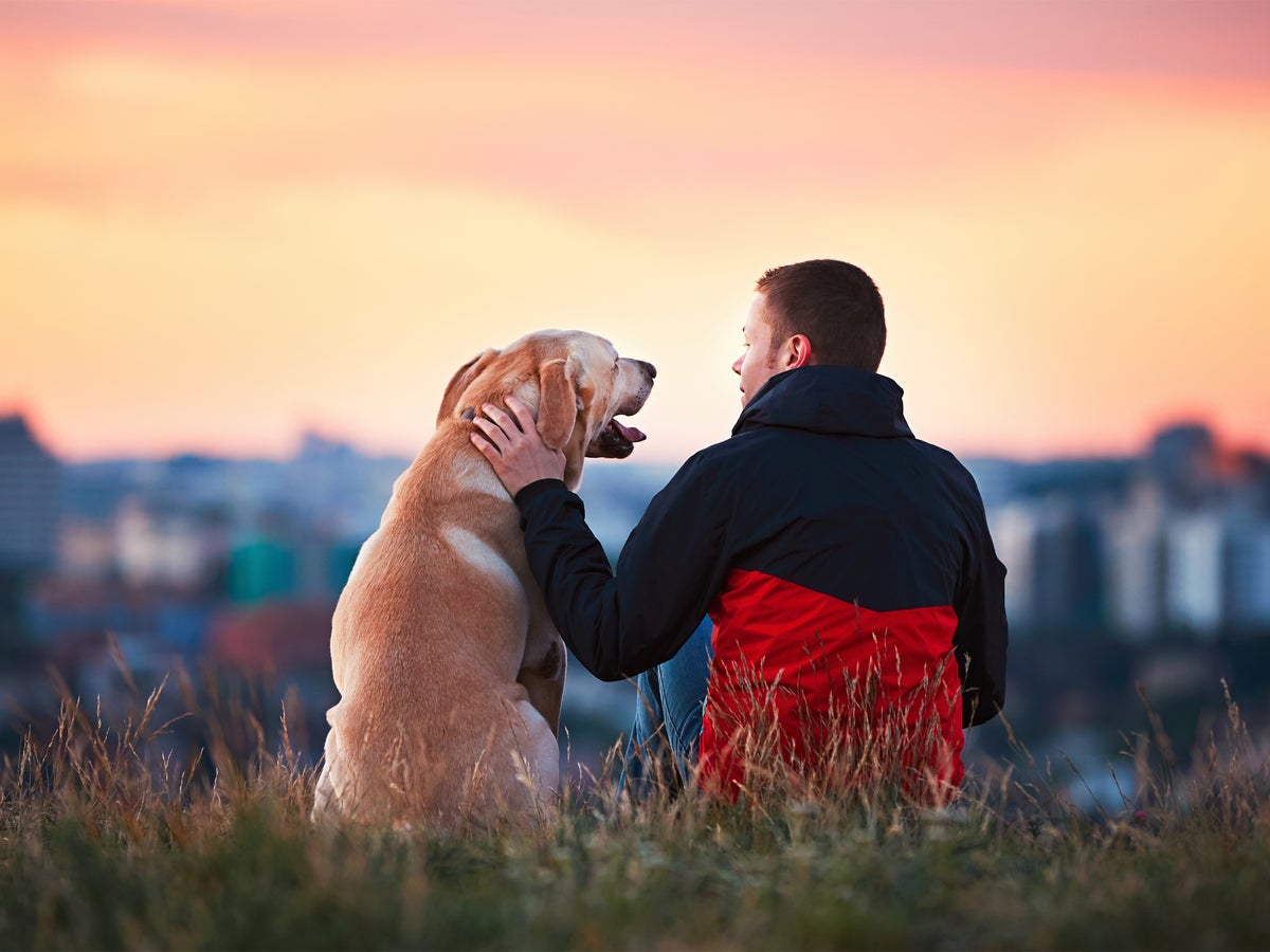 10 ways to keep your pets happy and healthy | The Independent