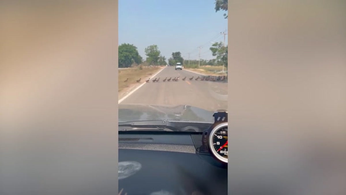 Hundreds of ducks stall cars as they waddle across Thailand road