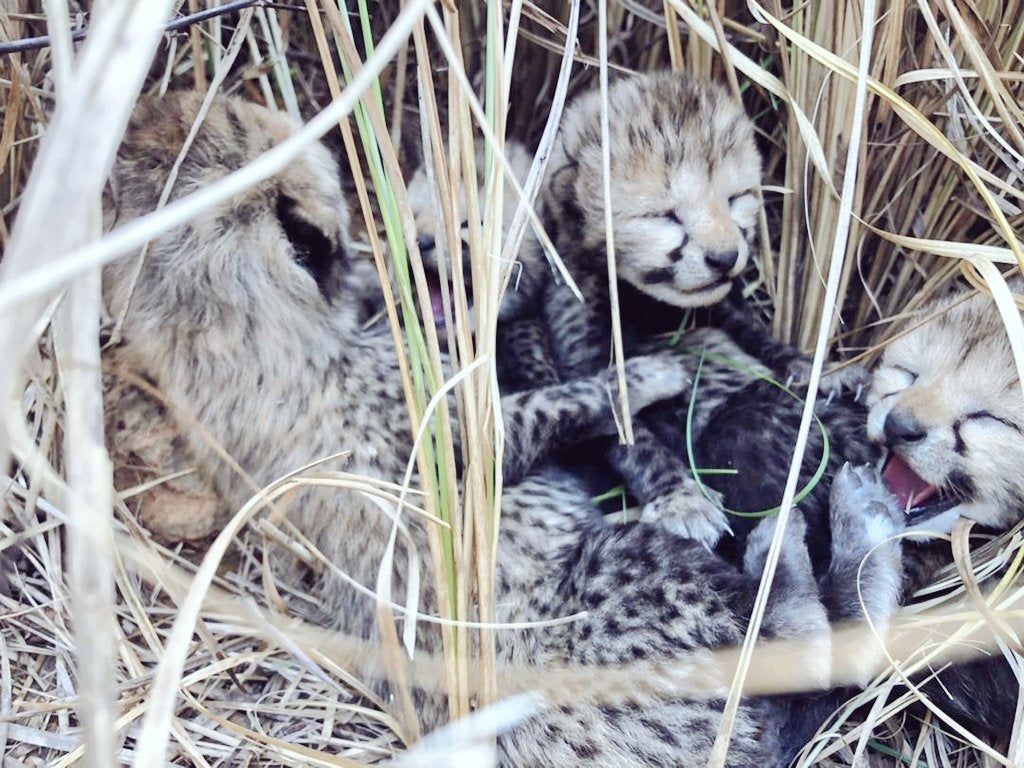 The cheetah’s four cubs were spotted only on Wednesday morning by Namibian and India veterinarian expert inside Kuno national park