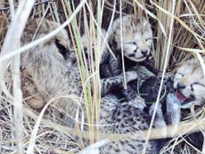 Cheetah cubs born after controversial reintroduction to India are dying in 47C heat