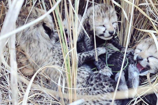 <p>The cheetah’s four cubs were spotted only on Wednesday morning by Namibian and India veterinarian expert inside Kuno national park </p>