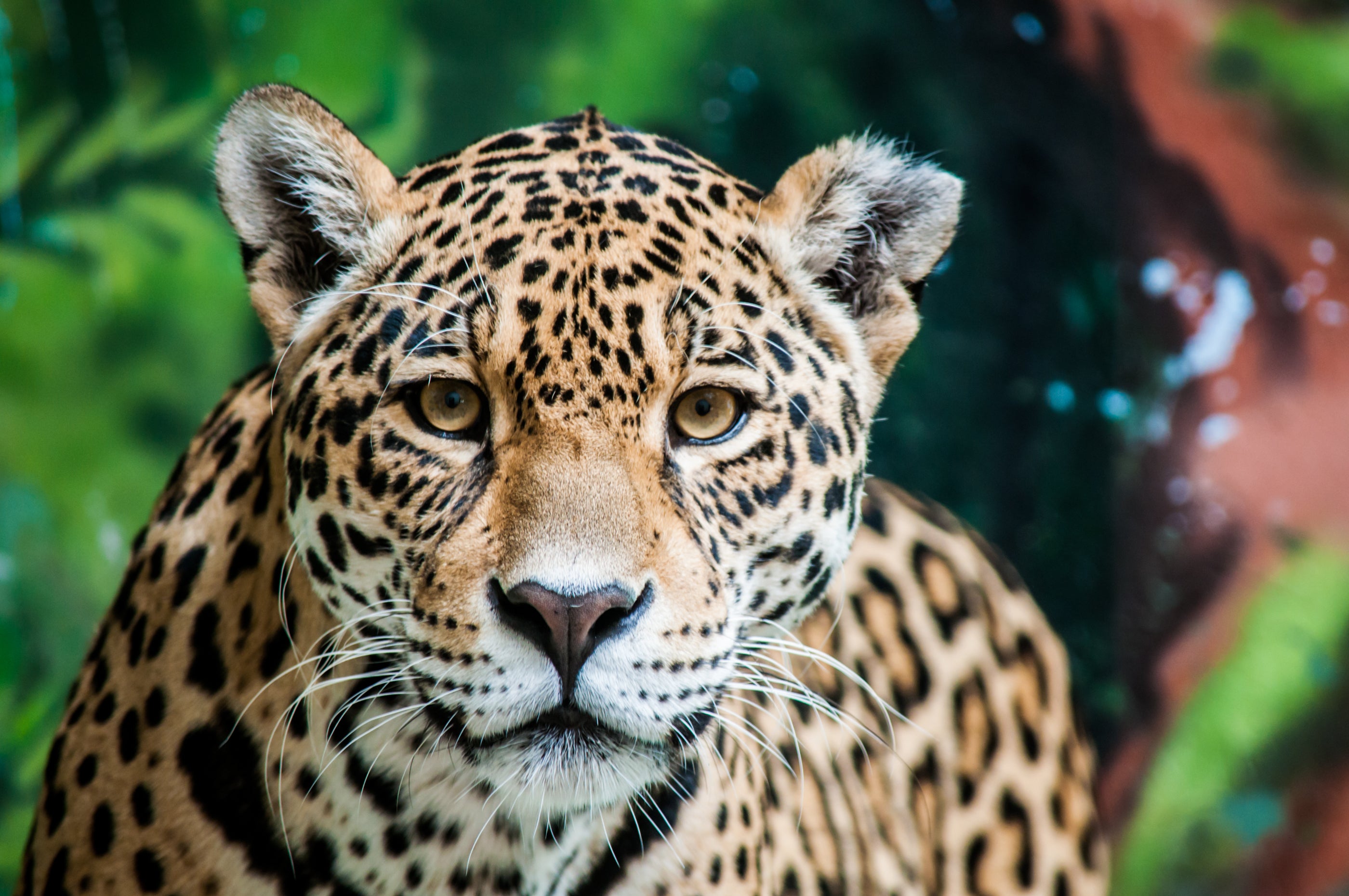 Jaguars are the largest cat species in the Americas