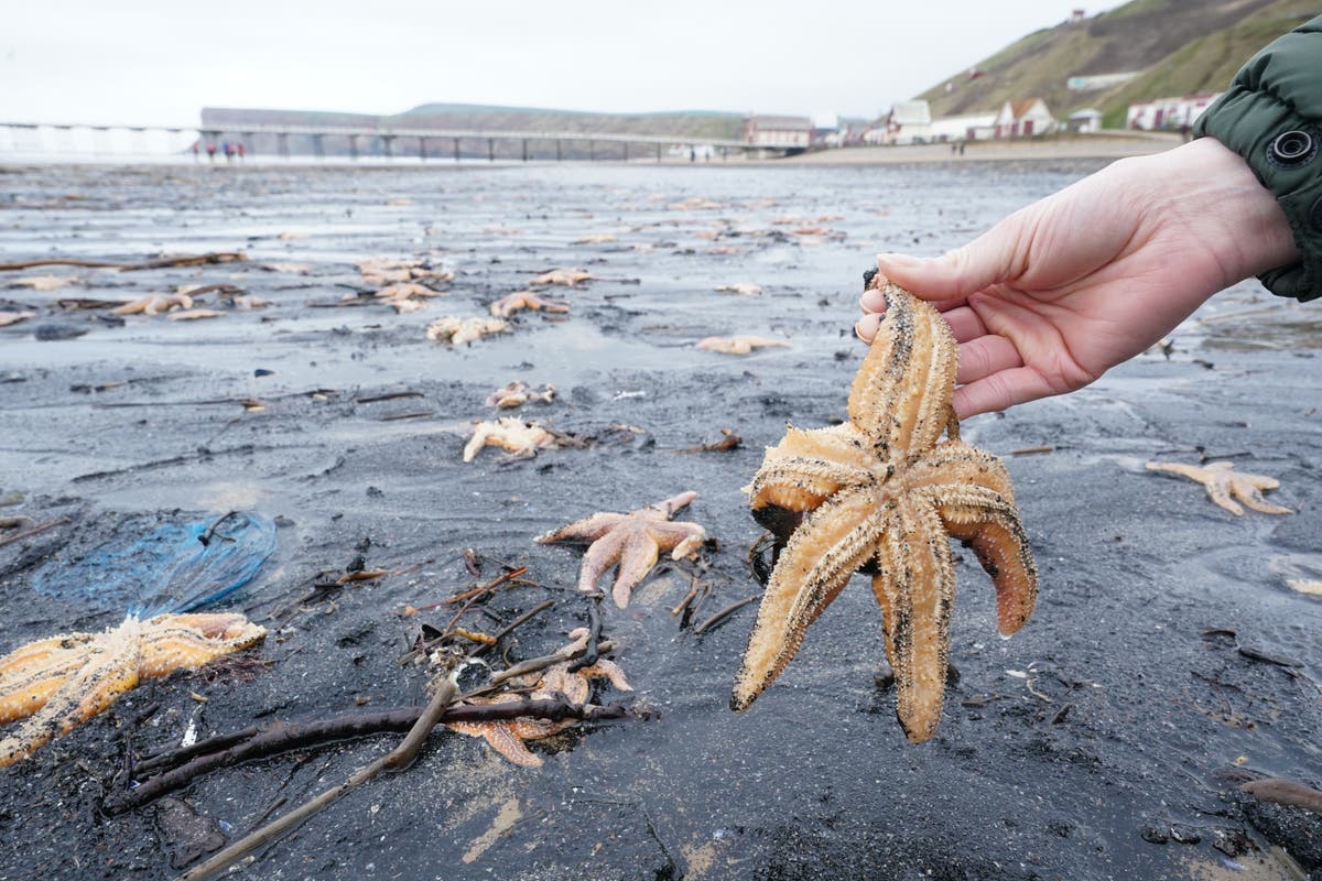 Thousands of shellfish washed up on same stretch of coast which saw mass die-off