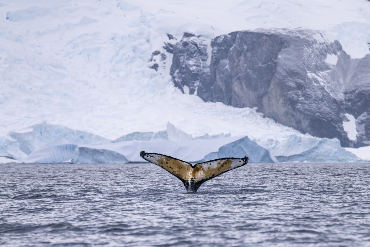 Discovering the secret lives of Antarctic whales on a bucket-list trip